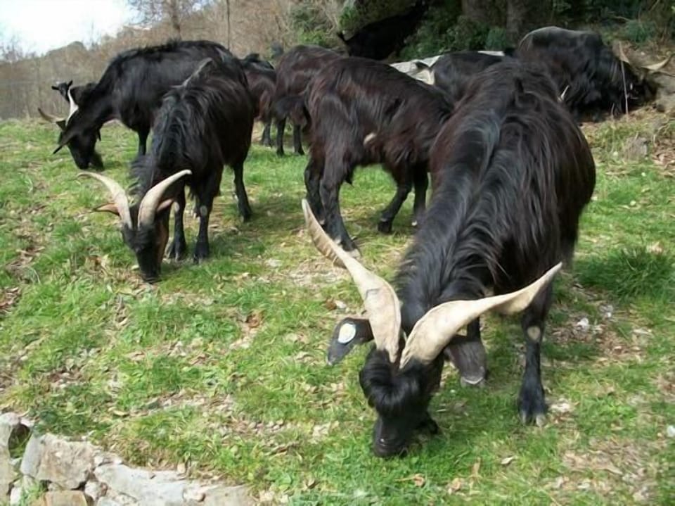 typical goats of our neighbours