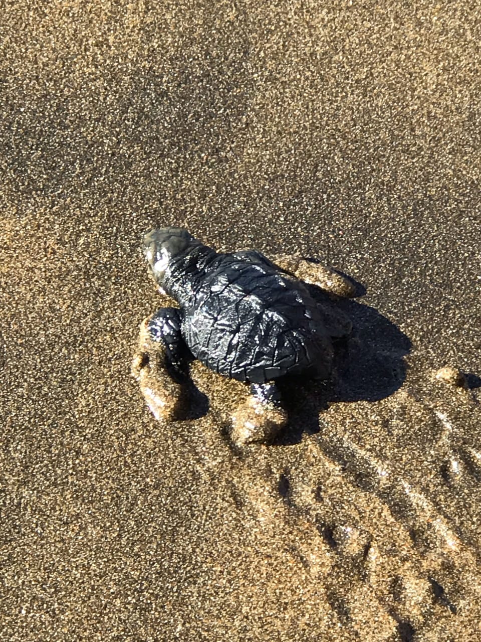 Hi! I was born today on our beach. Nice to meet you, but I’m headed out to sea. 