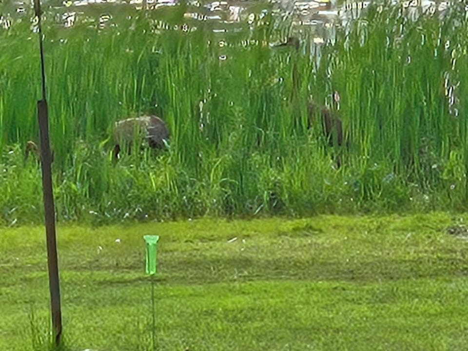 6466.jpg
Occasional visits by Sand Cranes. 