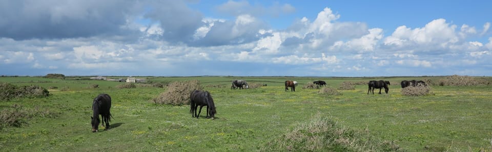 Wild ponies on Bolt Head with the farm in the back ground.