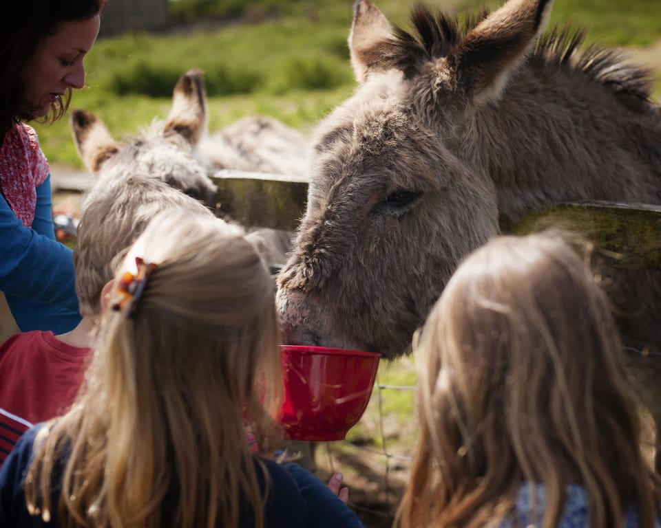 Feeding the donkeys on East Soar