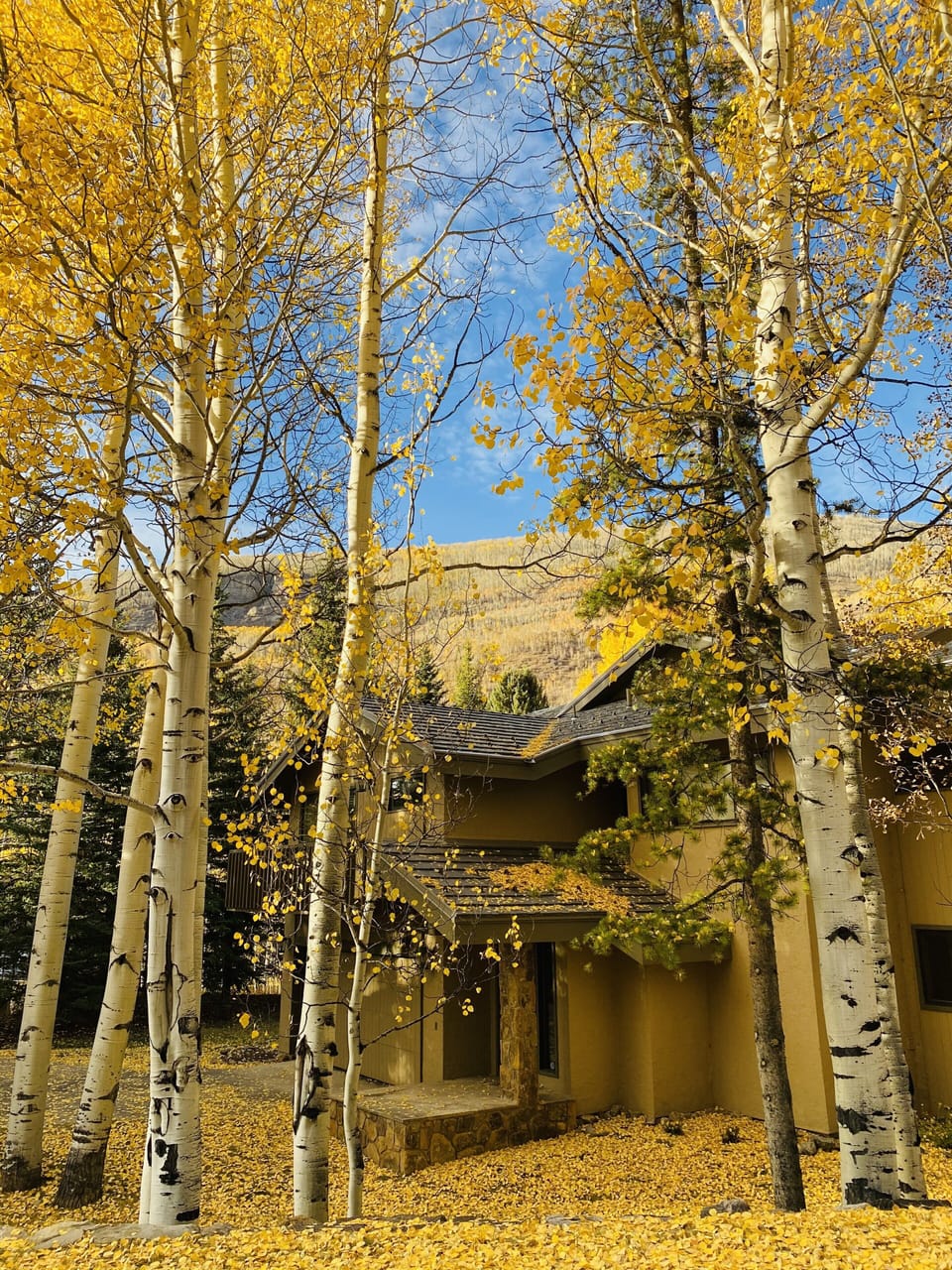 Fall aspen leaf colors 