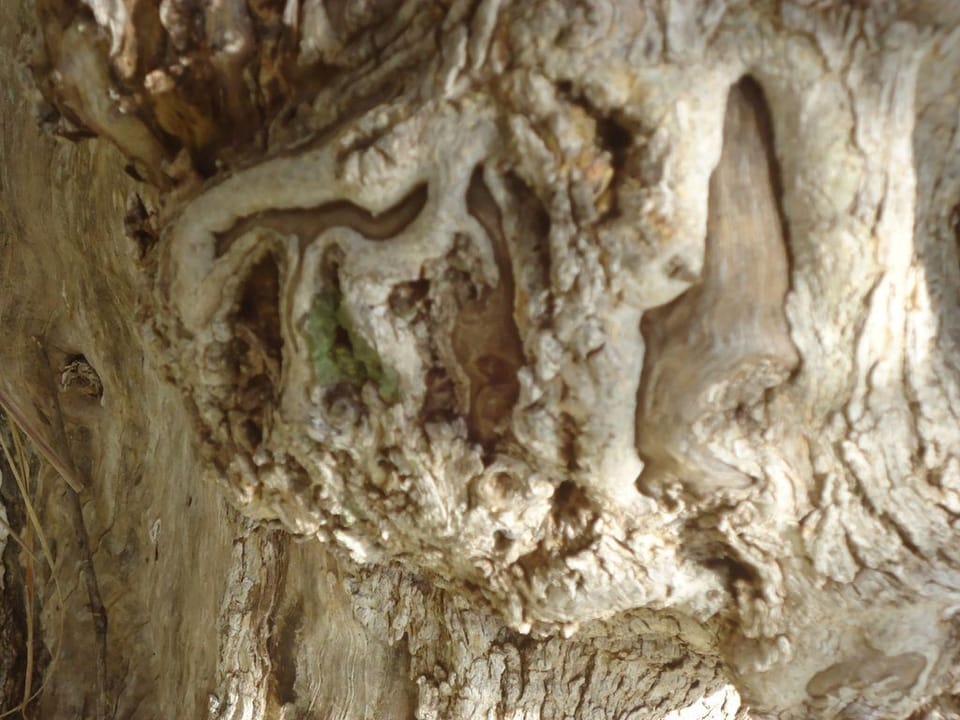 Old olive tree in the garden
