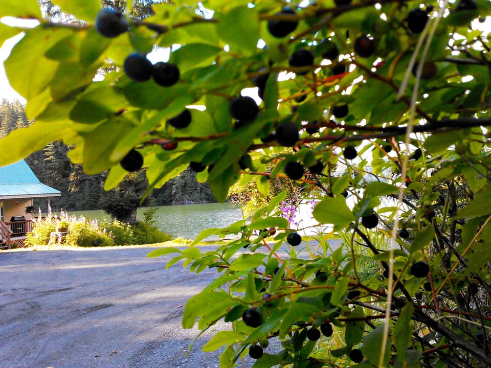 Yum !!  Pick blueberries on site...