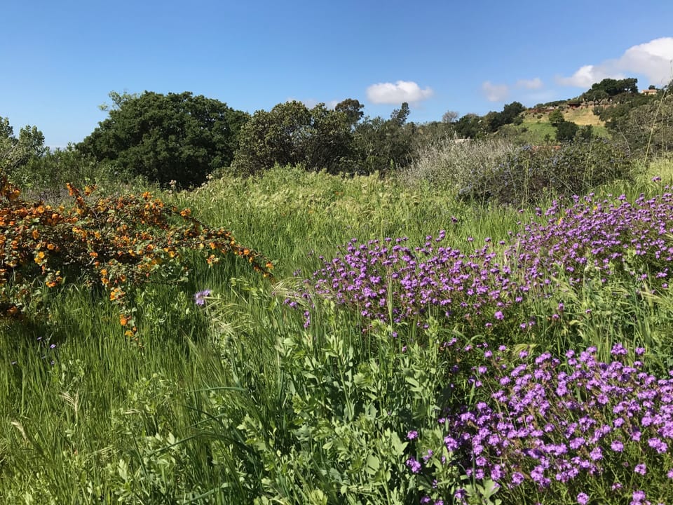 Not far from Santa Barbara Botanic Garden