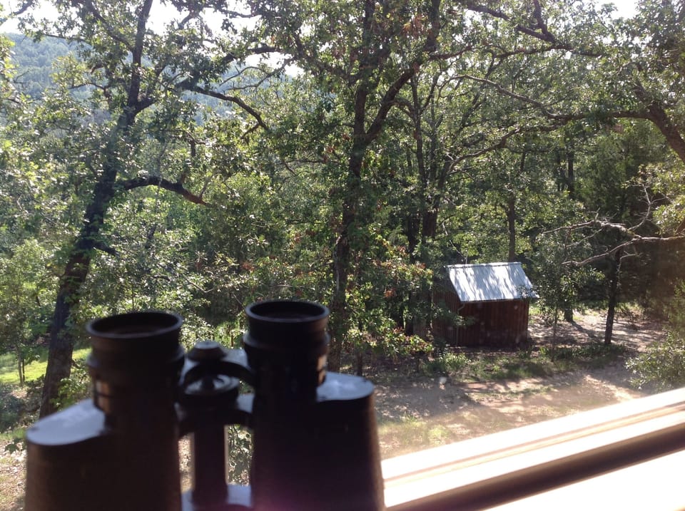 Watch the deer and turkey. You may see a mama coon or an armadillo!