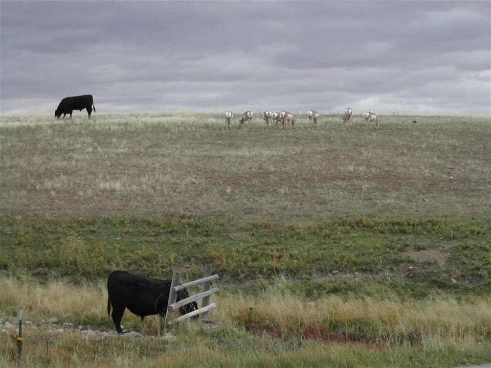 Black Angus cattle and antelope seen from front porch!