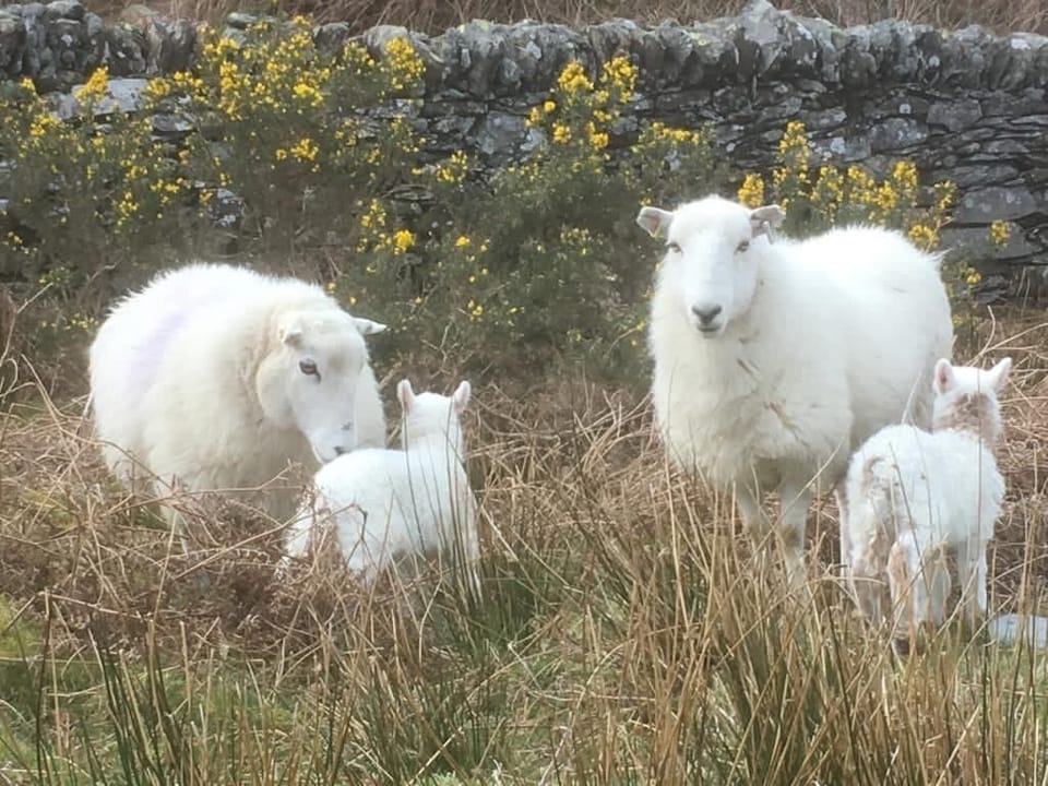 Spring at Beudy Bach