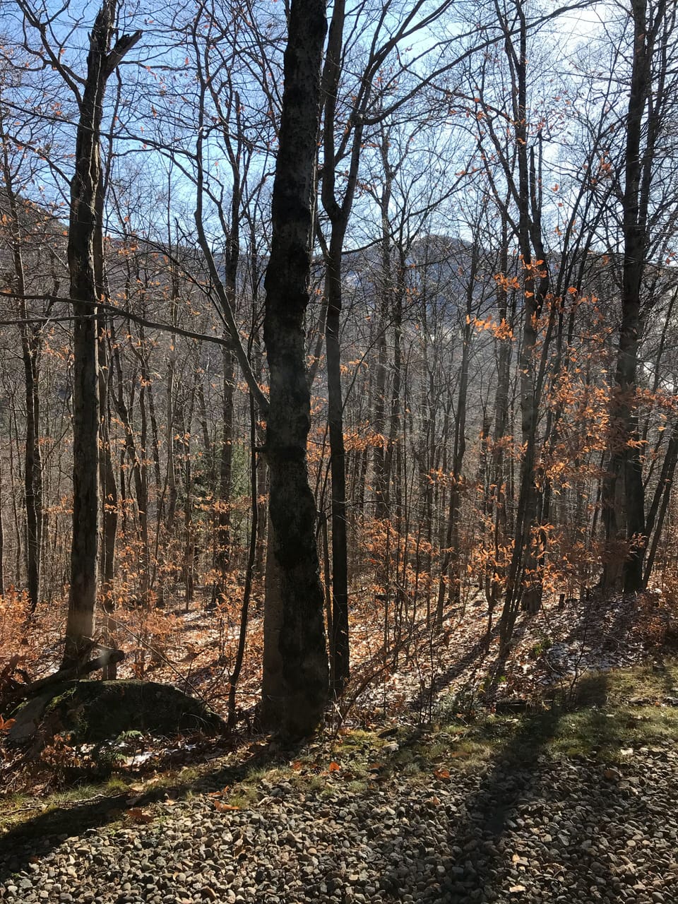 View of Loon from the back porch.