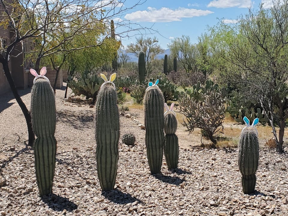 Saguaro bunnies