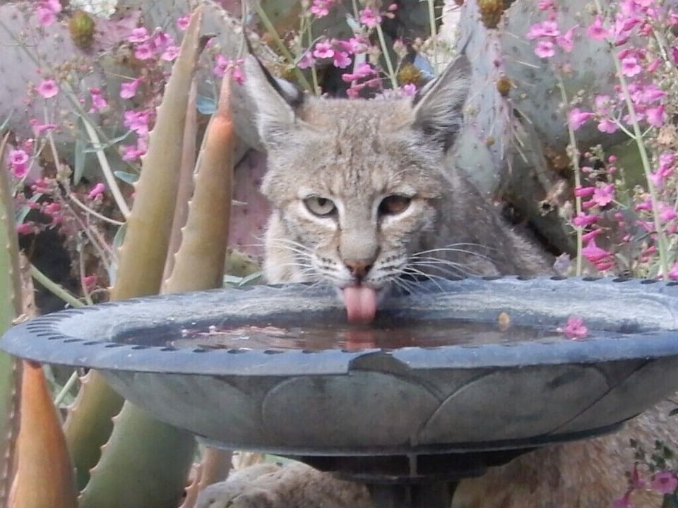 Bobcat at birdbath