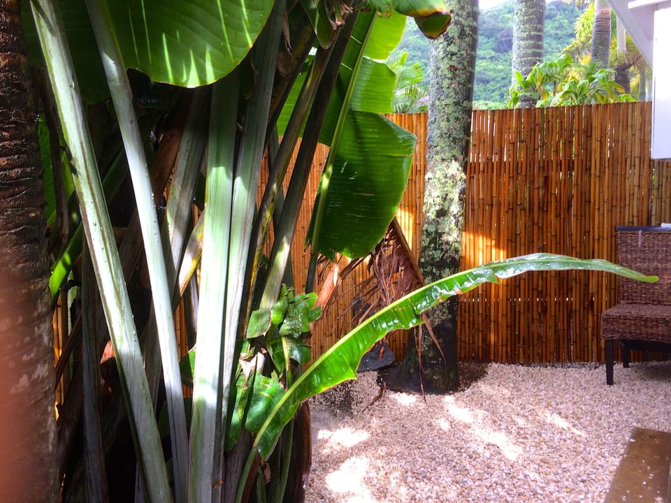 Bamboo garden