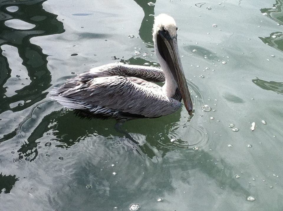 Waiting for the 'Catch of the Day'