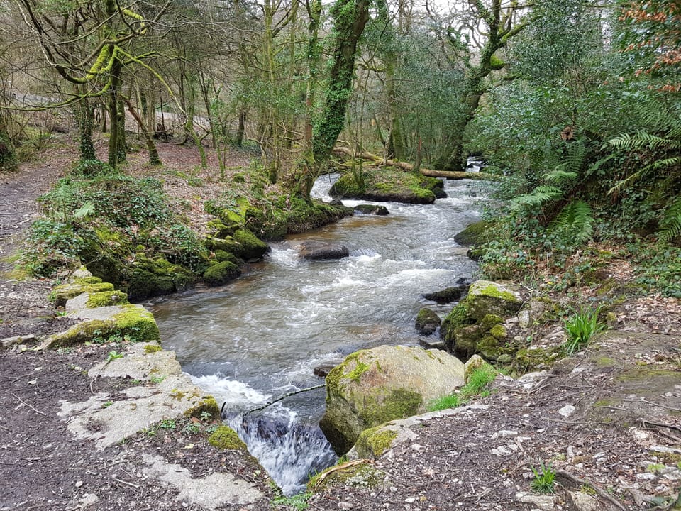 Luxulyan Valley, fabulous dog walking any time of the year
