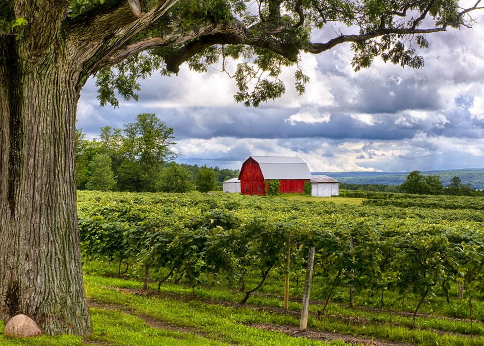Seneca Lake vineyards