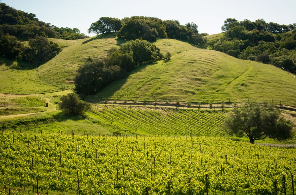 The Casita view, overlooking the vineyard