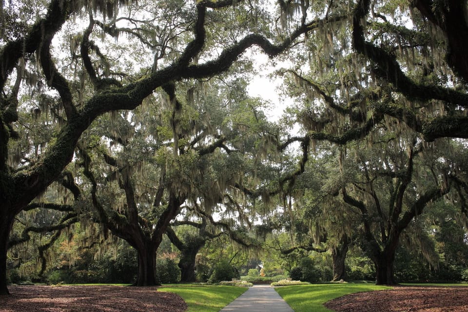 We took this at Boone Hall Plantation, 18 miles away. 