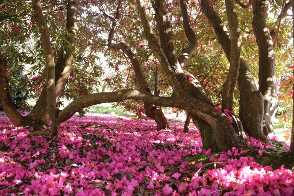 Caerhays Gardens