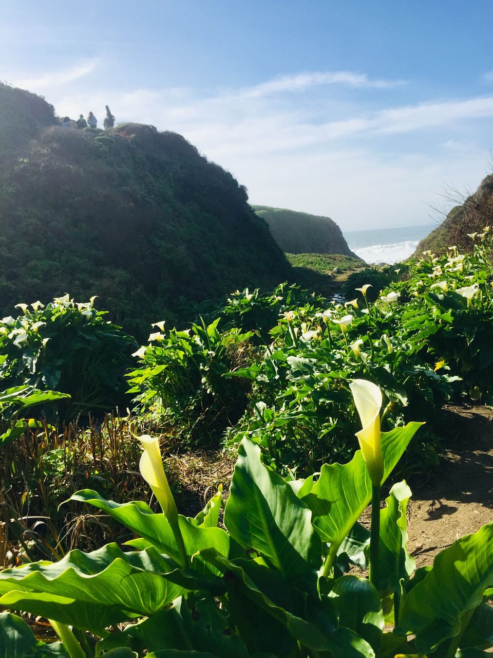 A beach on highway one you won't want to miss. 