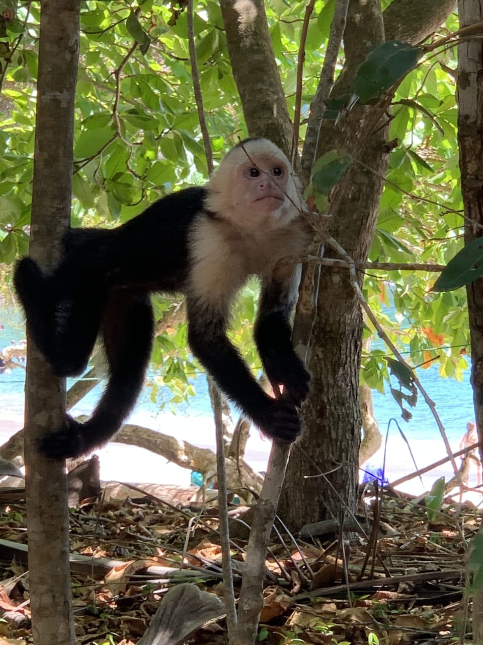 Friendly Monkey