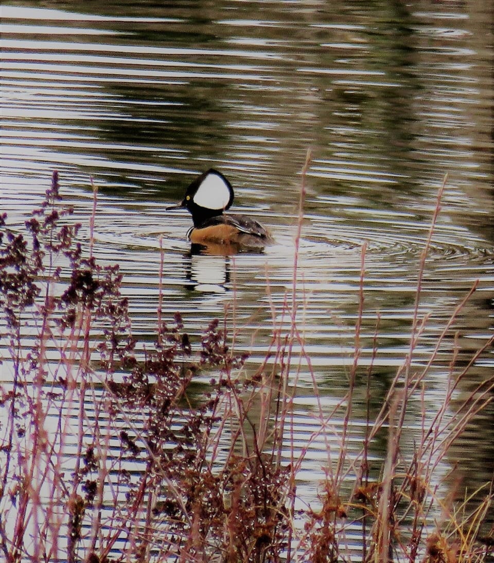 hooded merganser on the pond