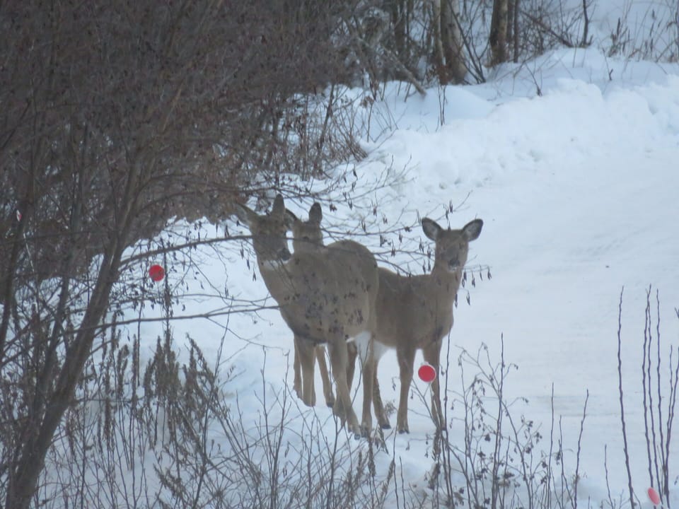 winter deer coming up driveway to feed