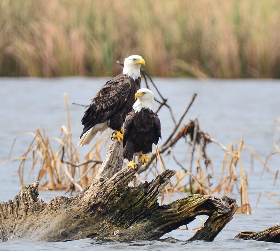 Bald Eagles. At least 10 active nests in McIntosh County