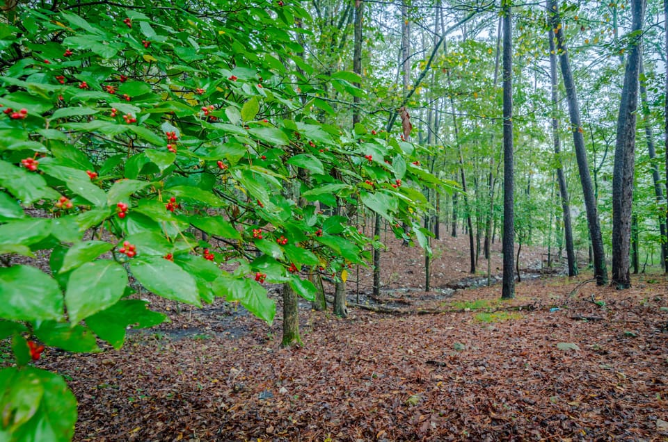 DSC_0452-HDR.jpg