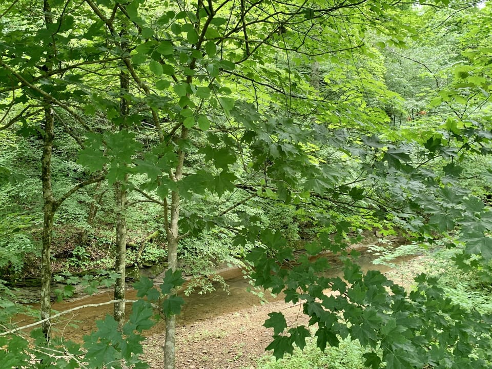 Looking over the bank into the creek area  