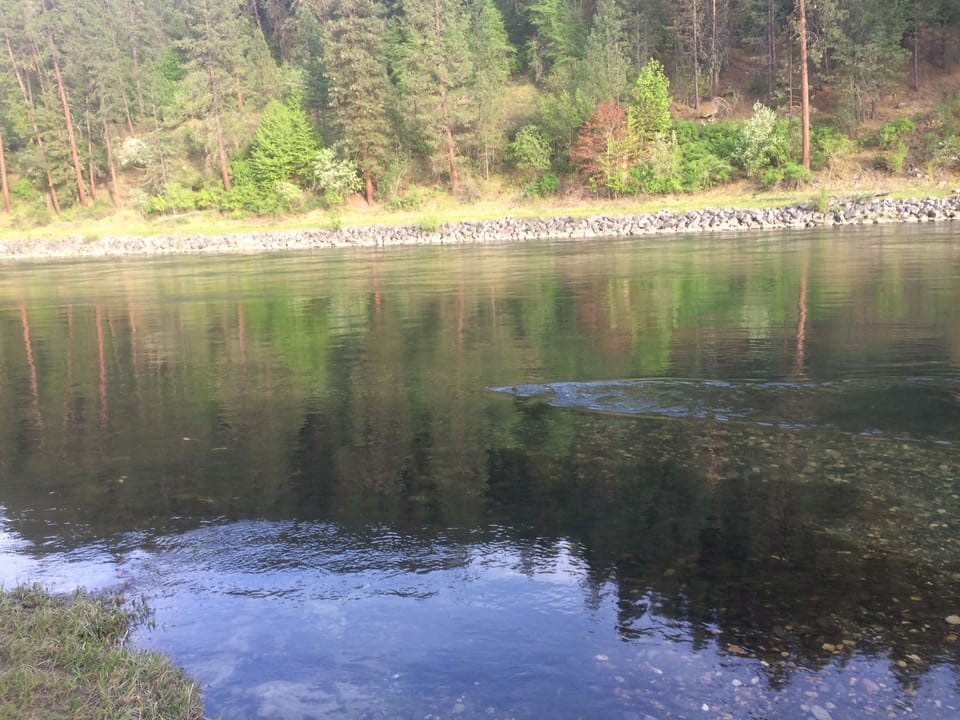 March Stealhead Spawning Activity in front of house