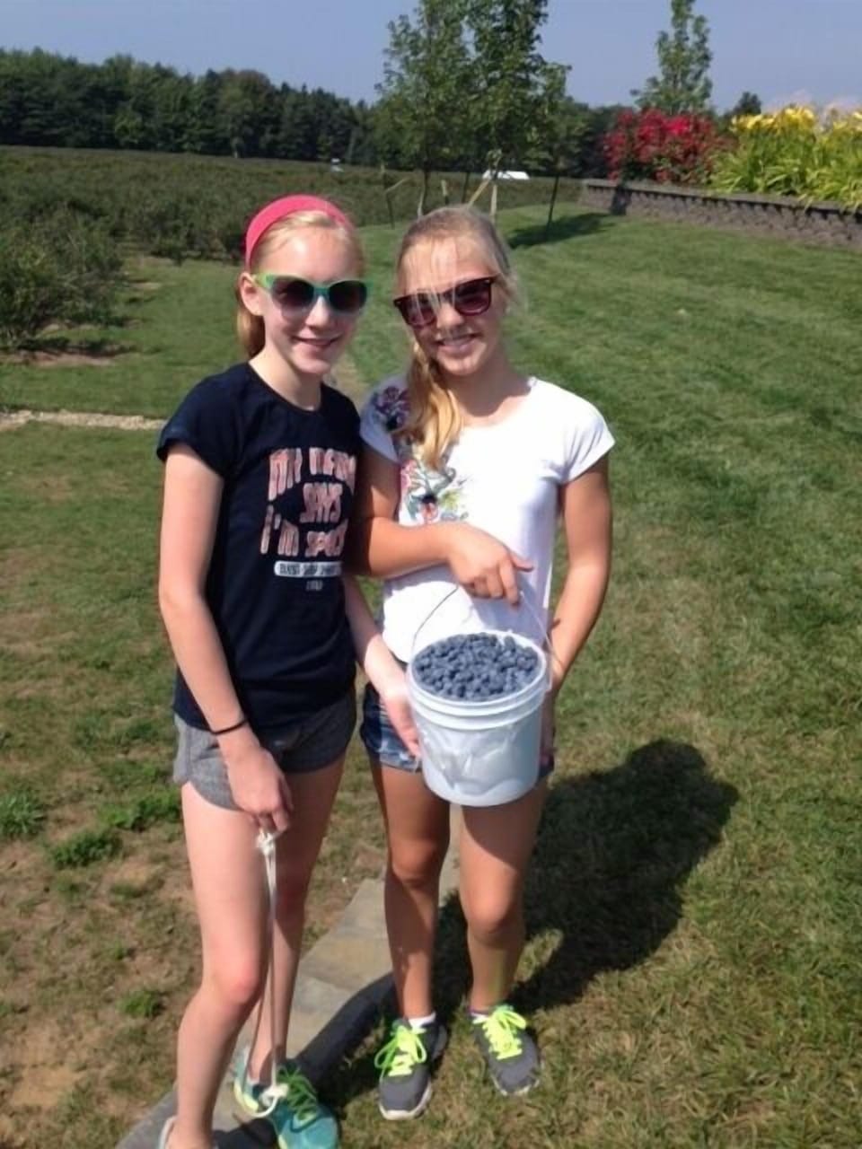 Blueberry Picking