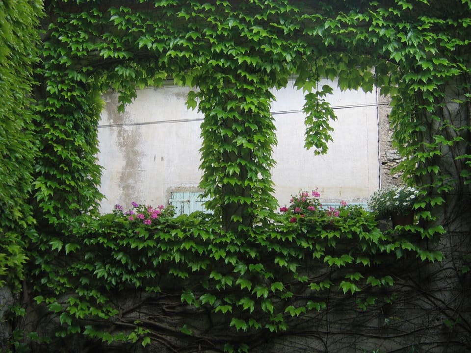 Our garden from the inside during summer...
