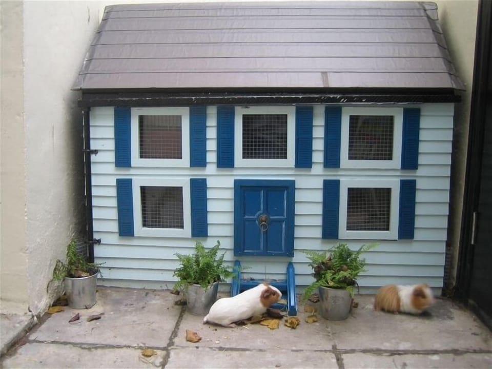 Our Hilton for Flora and Cupcake (guinea pigs - optional for your stay!)