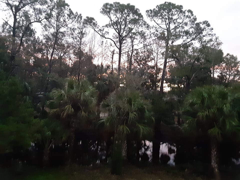 backyard at dusk 
