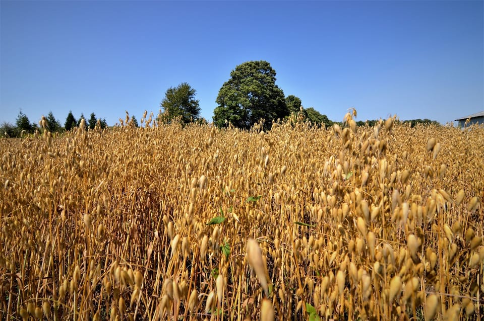 Field of Oats at Carraig Dale