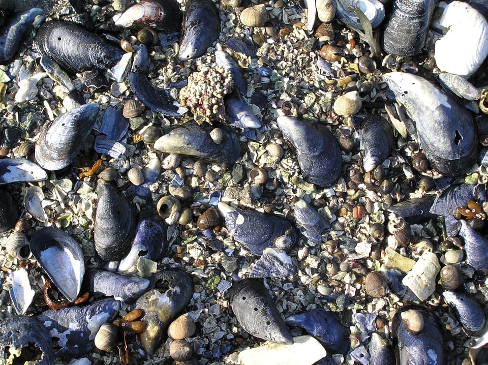 Many different kinds of shells on the beach.