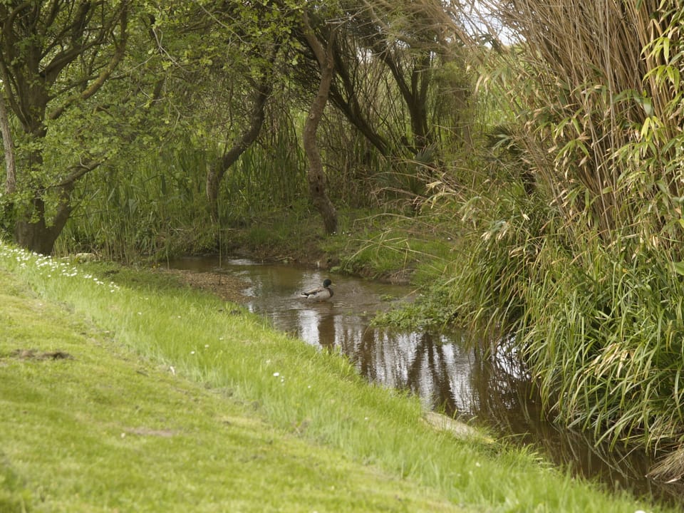 La maison de Goas Lagorn - the stream