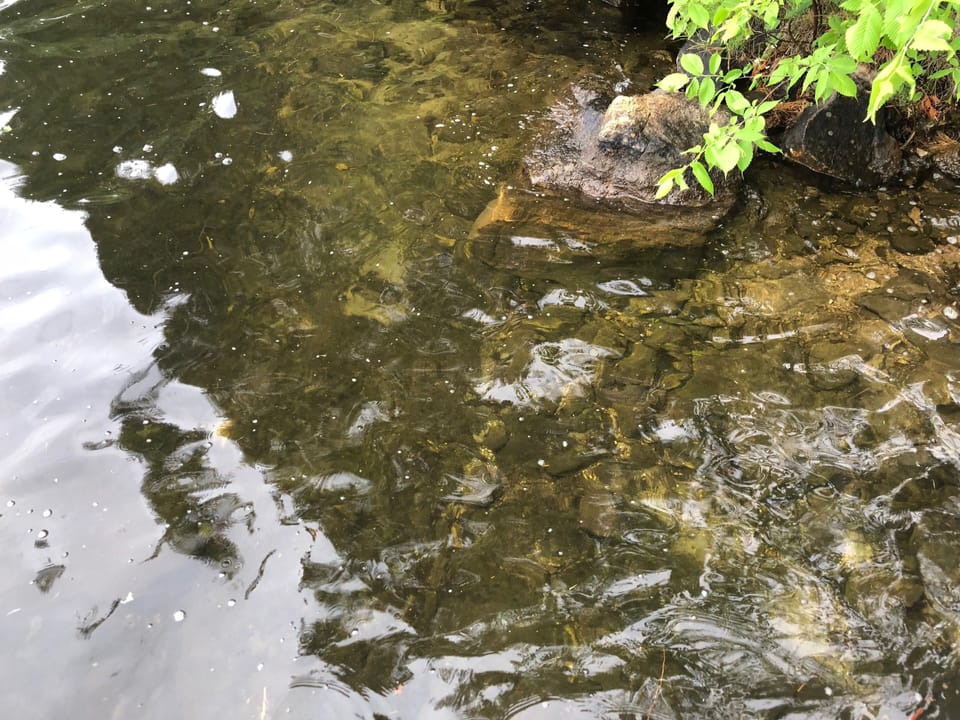 no weeds and deep off the dock