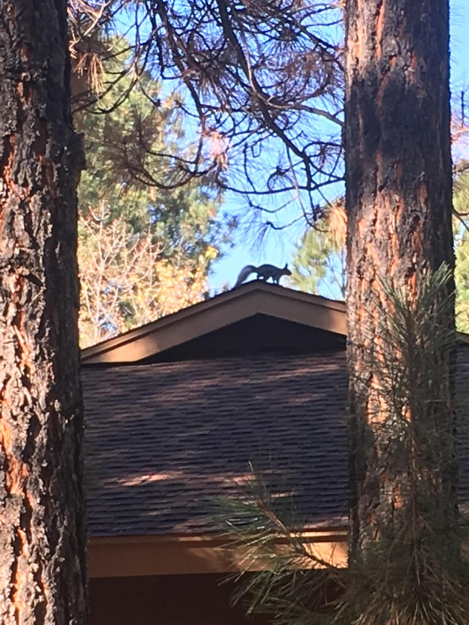 Squirrel on the rooftop (taken from back patio)