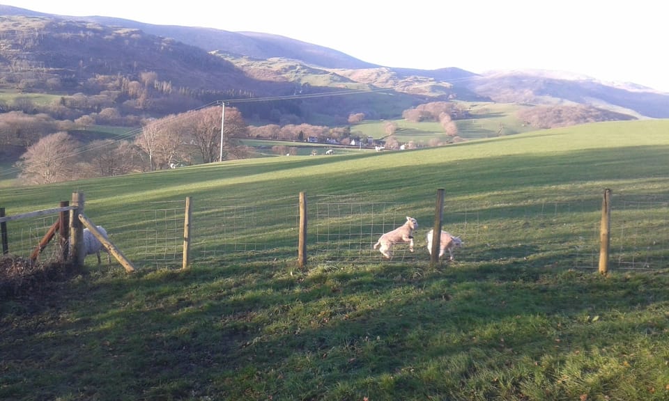 View from back door