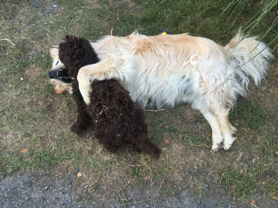 Very friendly family dogs, Marley and Lexy