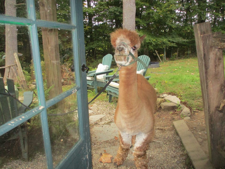 "Good Morning!   May I have an apple please?" 
(front door into Owl's Nest)