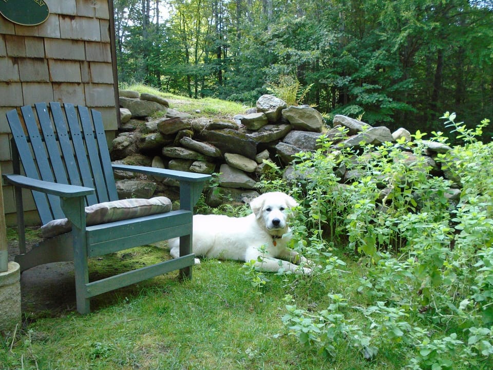 Eli, the Gt. Pyrenees rescue dog, as a puppy