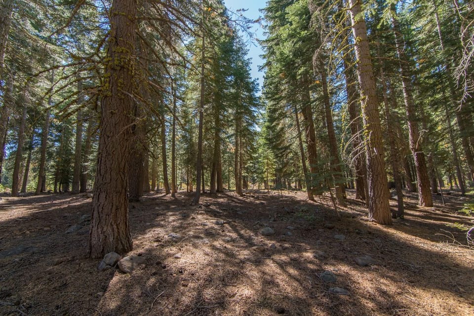 Forested views