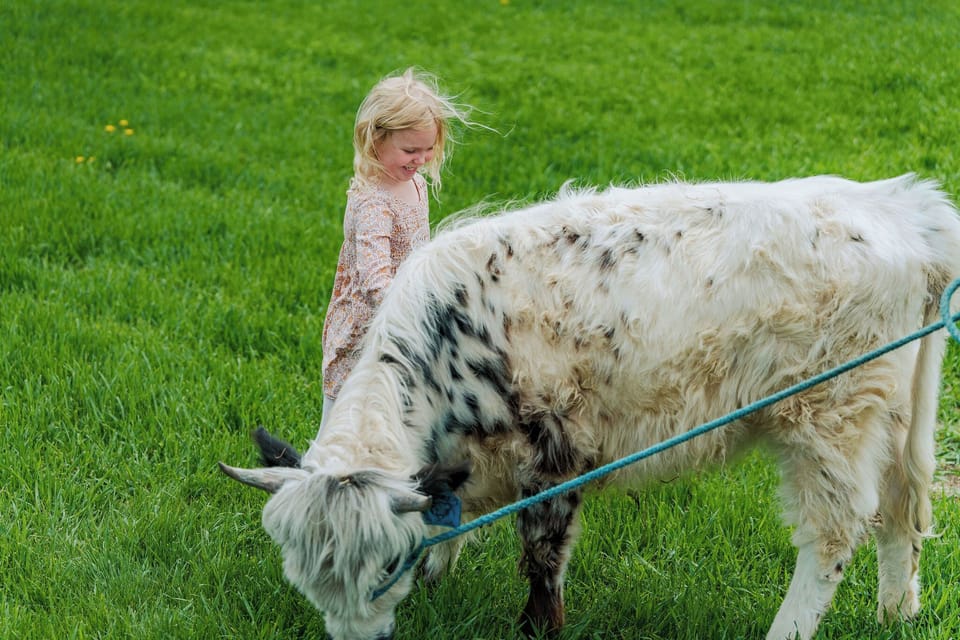 Visits with Mini Cows