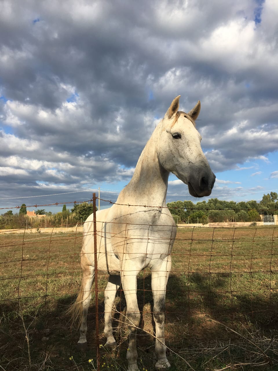 Michael the wonder horse across the road with his friends 