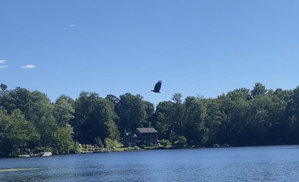 One of our bald eagles nesting at Lake Henry.