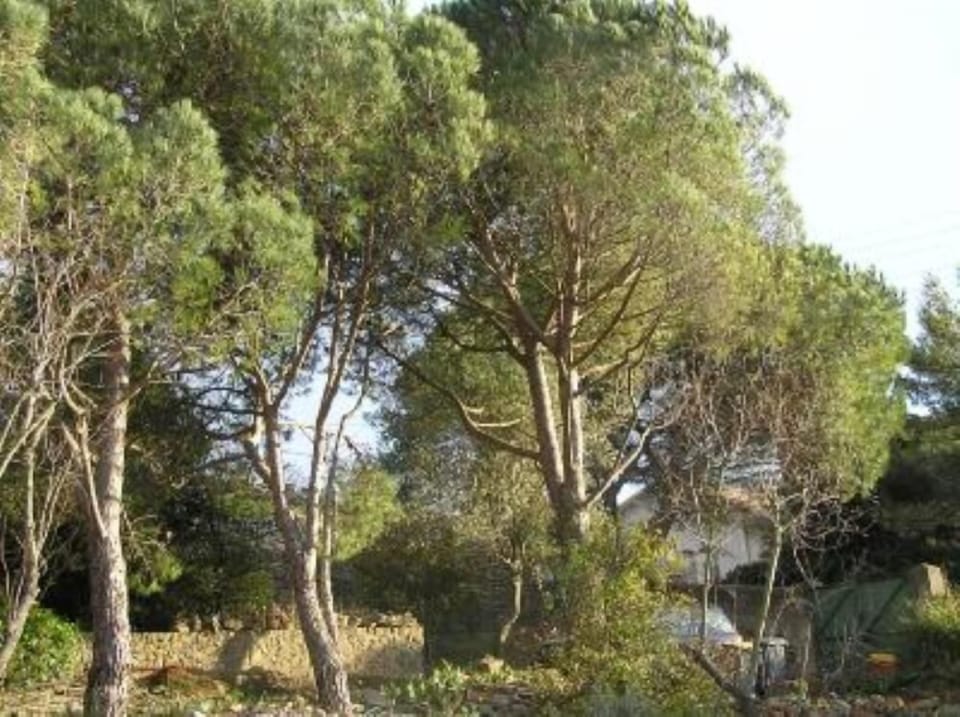 Garden, Park