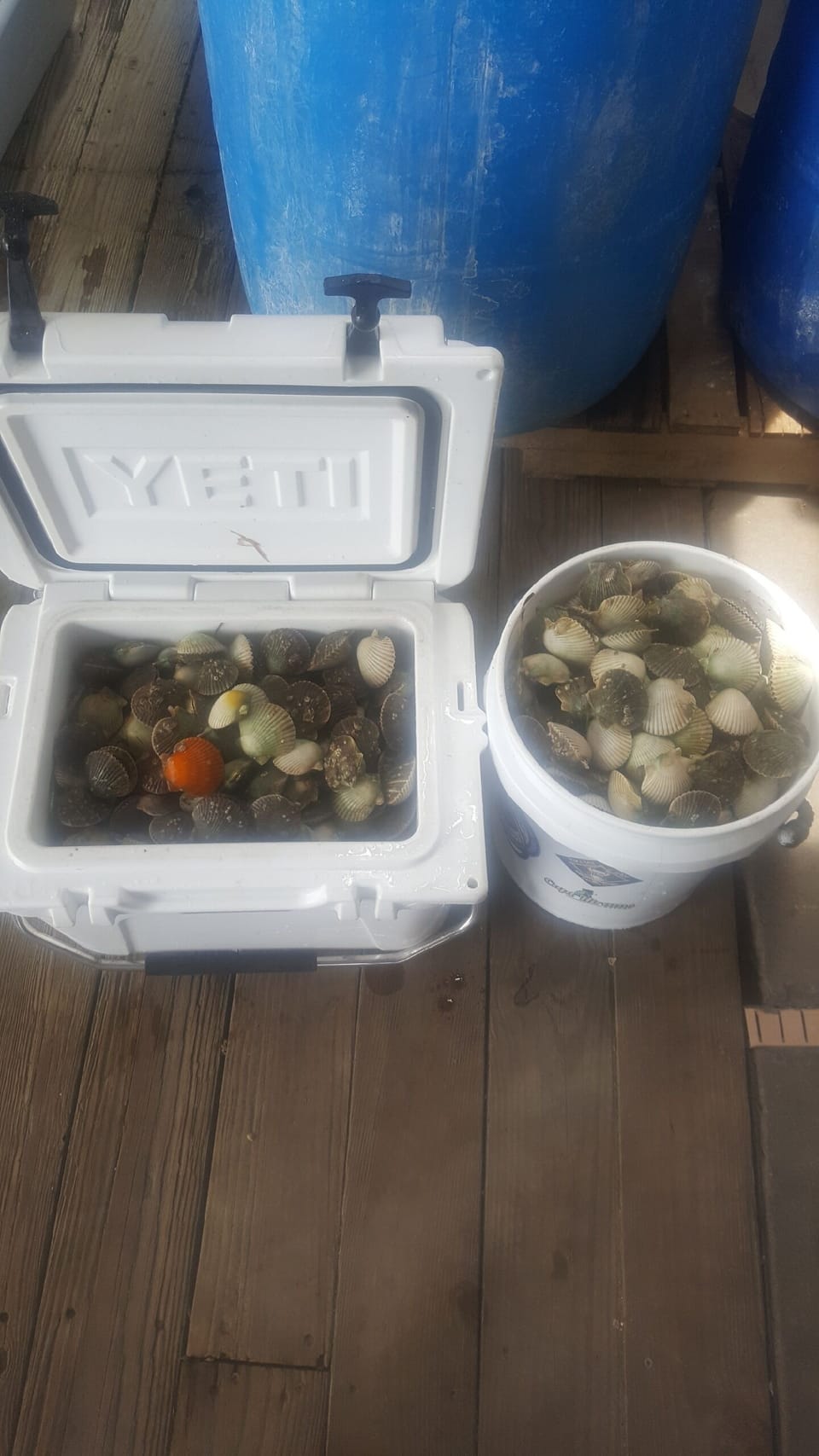 Happy Scalloping!!