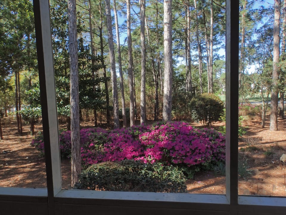 View off the porch - pine trees and golf course